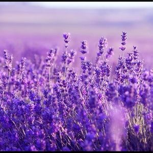 Meet your Posher, Trina